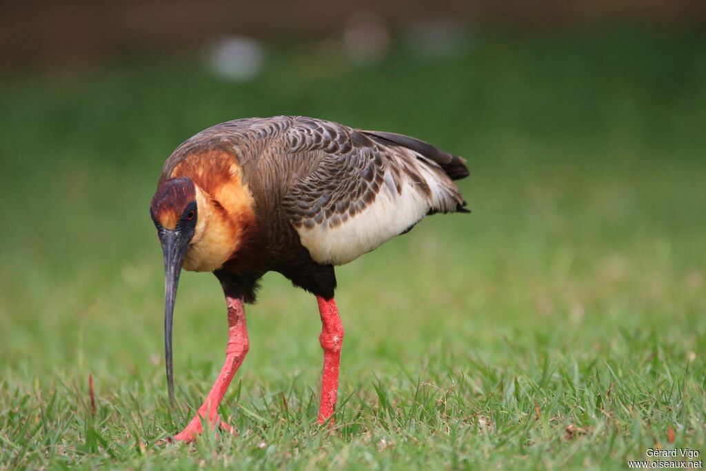 Ibis mandoreadulte