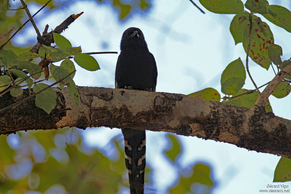 Irrisor moqueuradulte