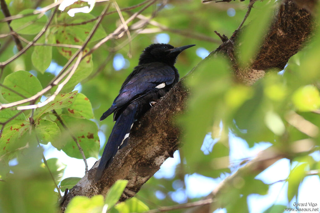 Irrisor moqueuradulte
