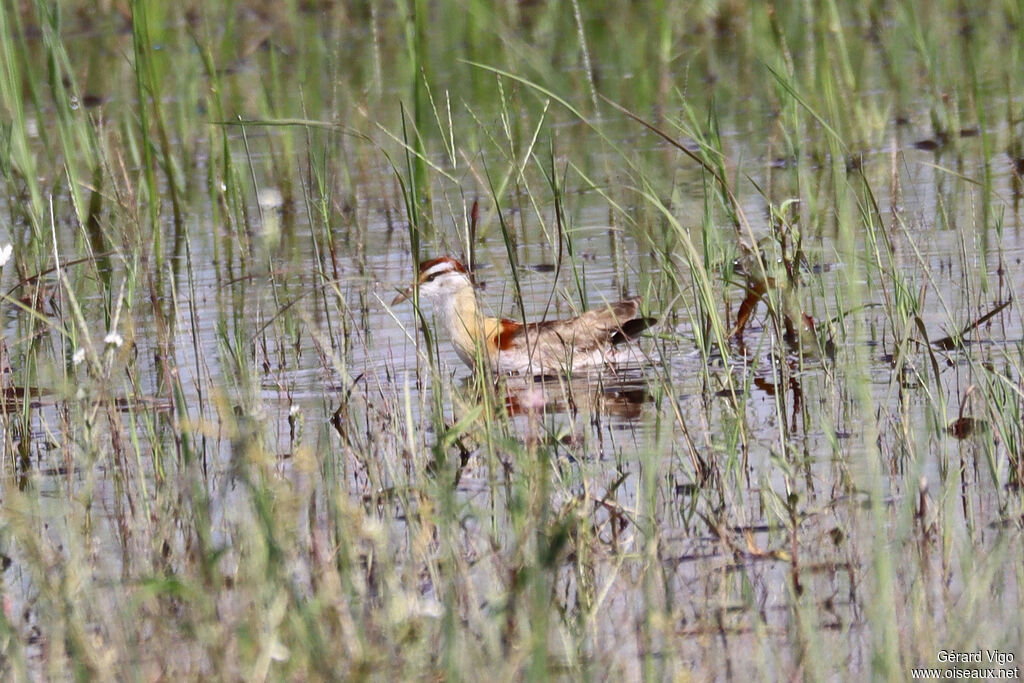 Jacana nainadulte