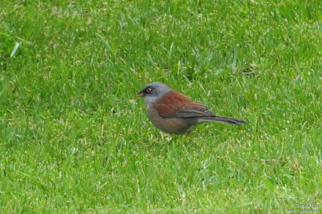 Junco aux yeux jaunesadulte