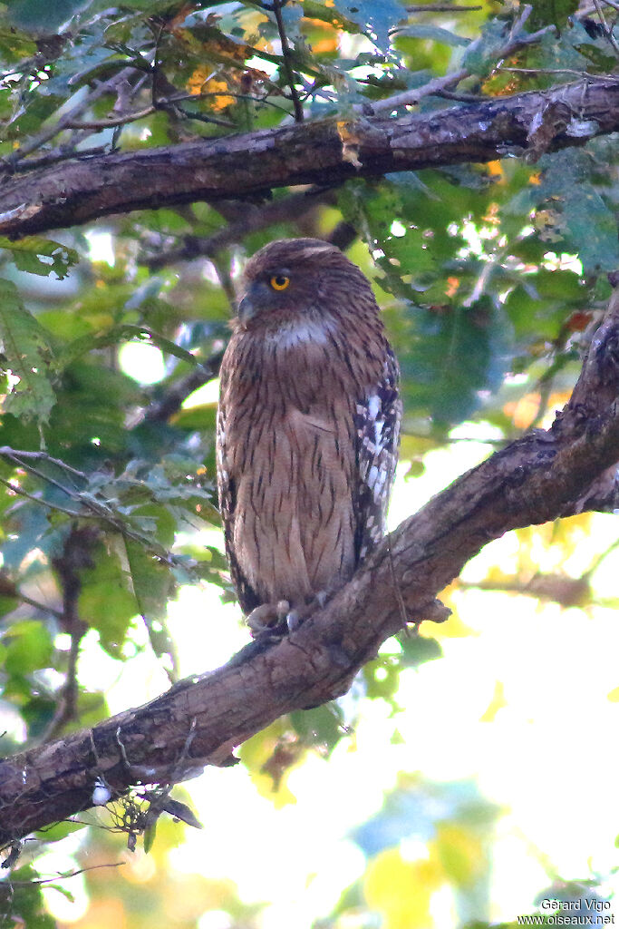 Brown Fish Owladult