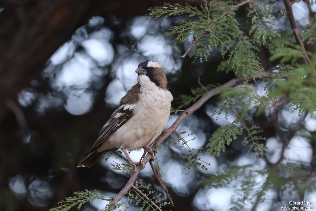 Mahali à sourcils blancsadulte