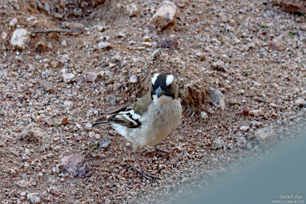White-browed Sparrow-Weaver