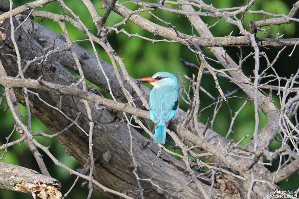 Woodland Kingfisher