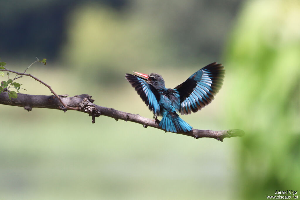 Woodland Kingfisher