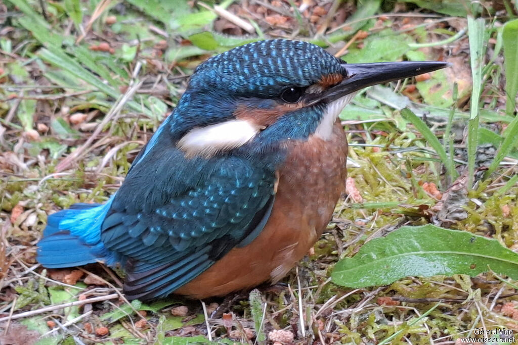 Martin-pêcheur d'Europeadulte