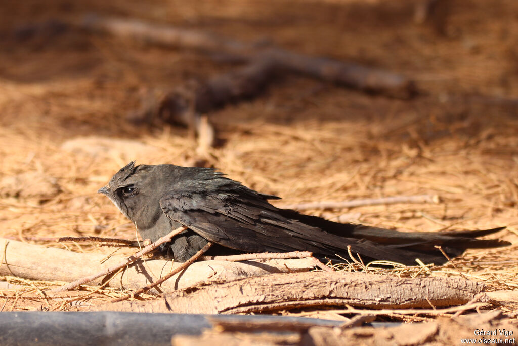 Common Swiftadult