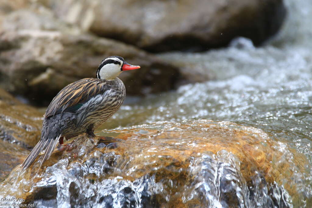 Torrent Duck male adult, identification