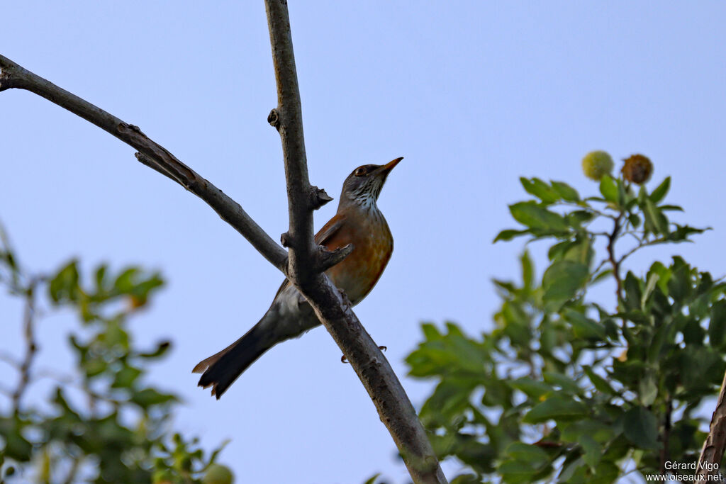 Merle à dos rouxadulte