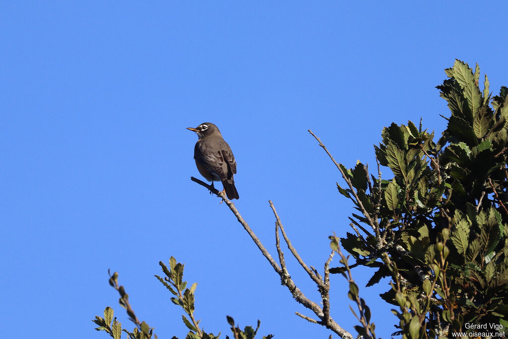 Merle d'Amériqueadulte