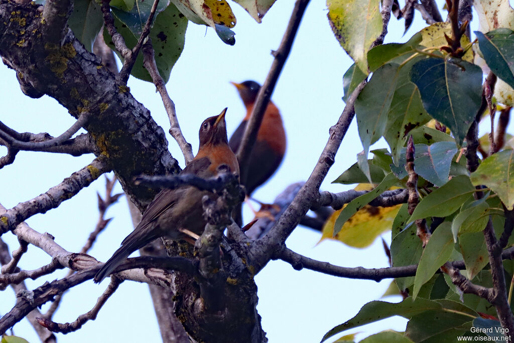Merle d'Amériqueadulte