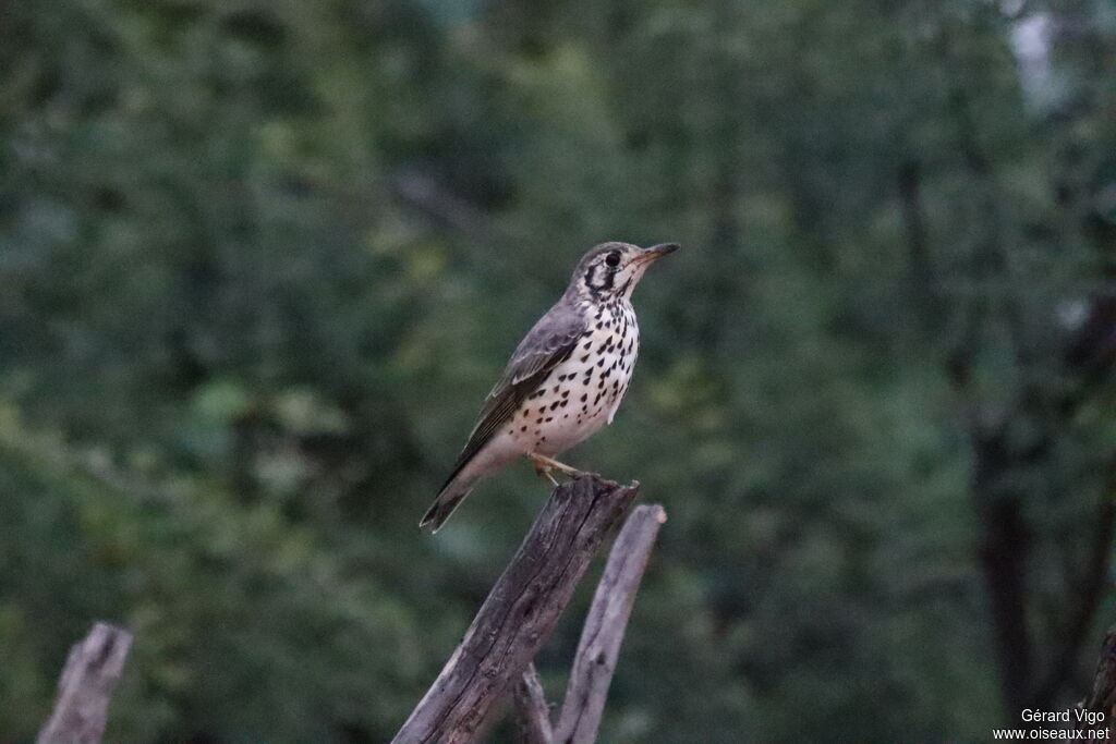 Merle litsitsirupa - Grive litsitsirupa<br />adulte