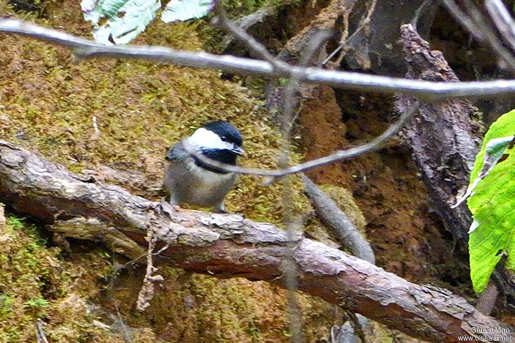 Mésange griseadulte