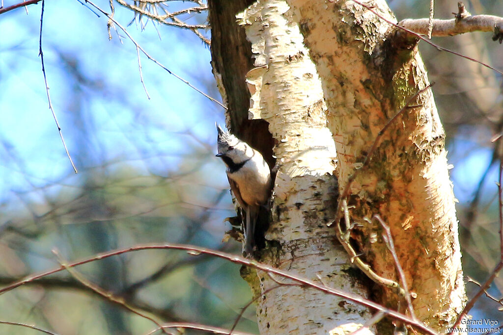 Mésange huppéeadulte