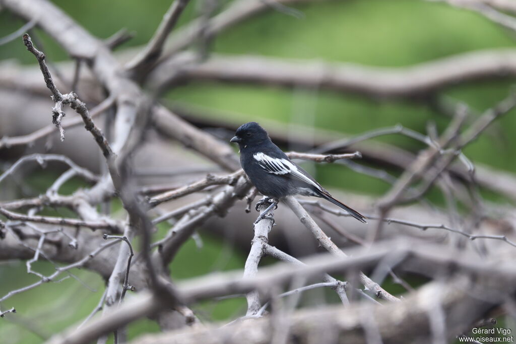 Mésange nègreadulte