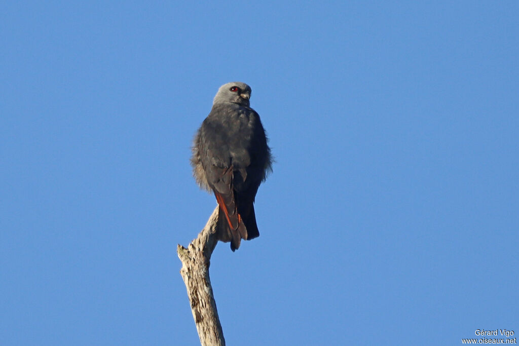 Plumbeous Kiteadult
