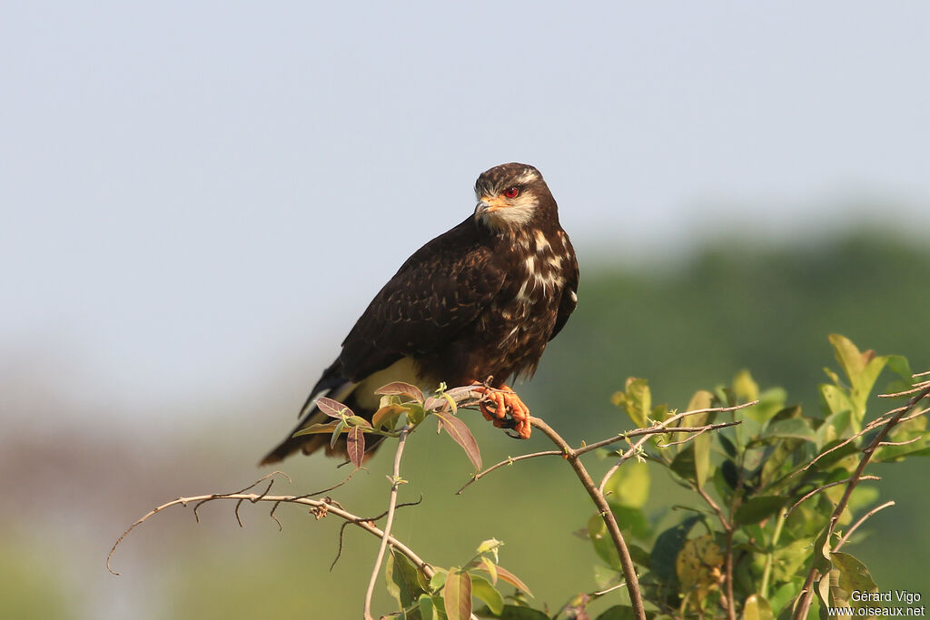 Snail Kite female adult