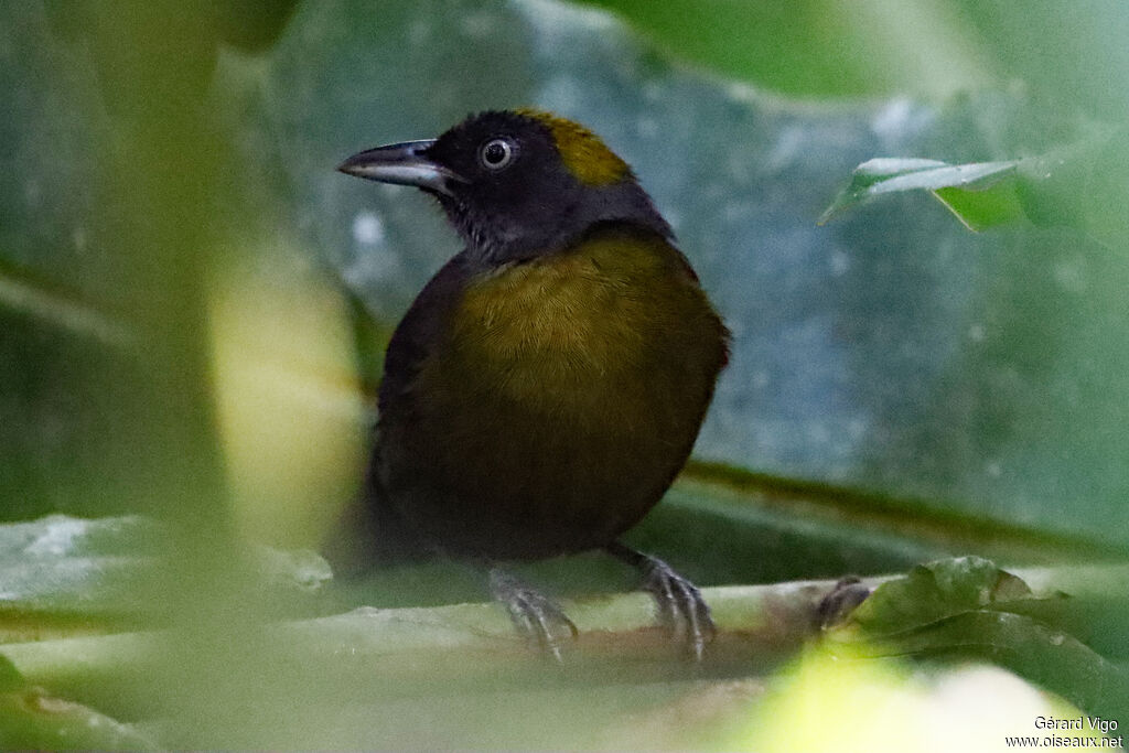 Dusky-faced Tanager