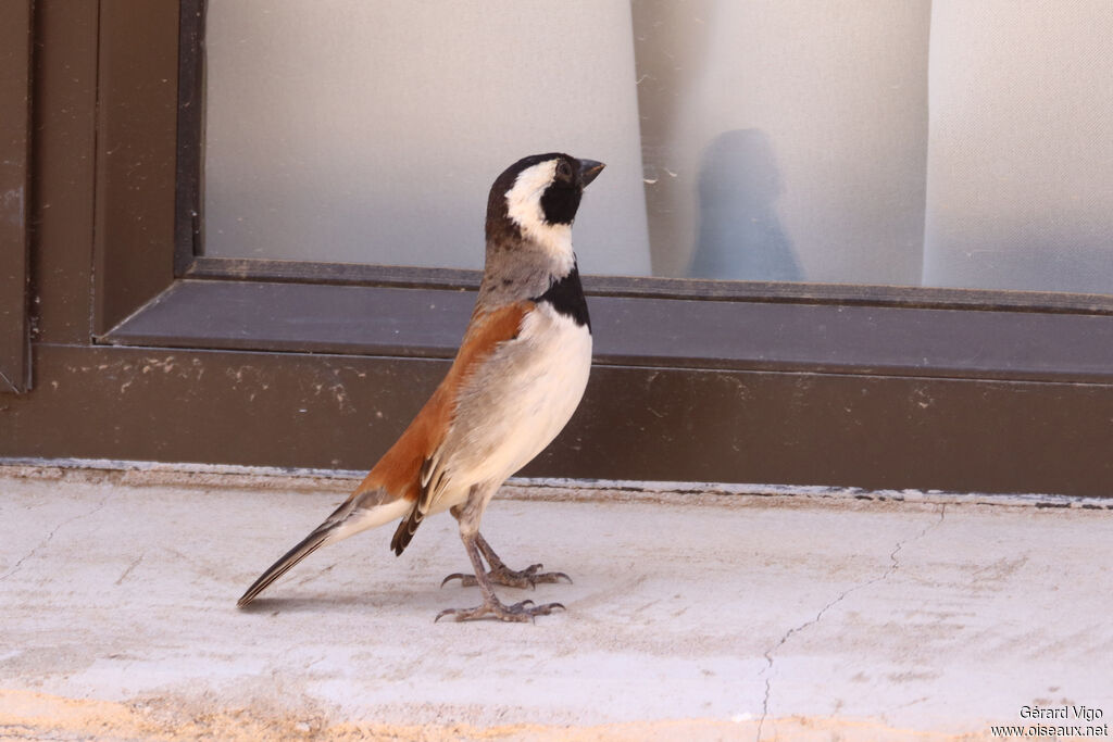 Moineau mélanure mâle adulte