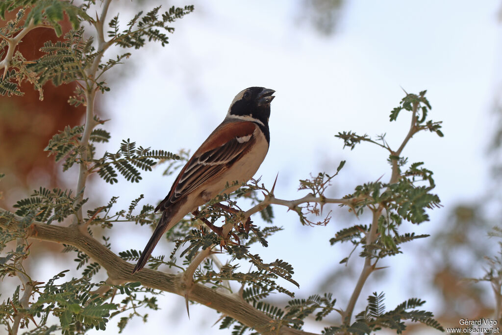 Moineau mélanure mâle adulte