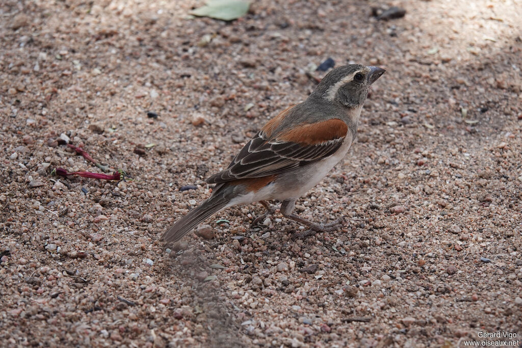 Cape Sparrow