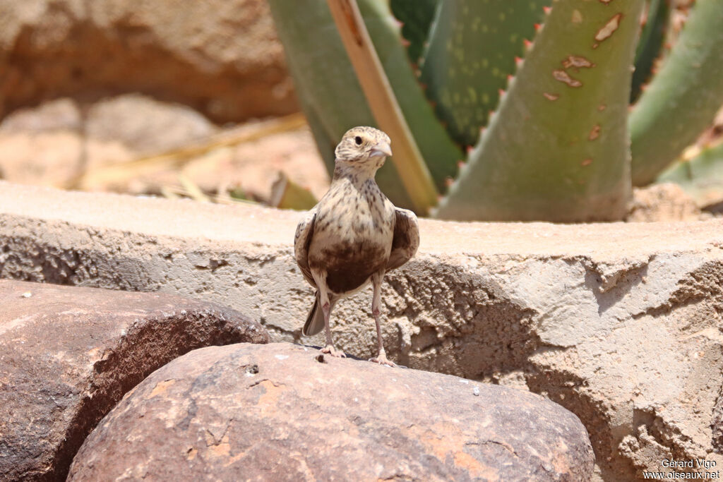 Moinelette à dos gris