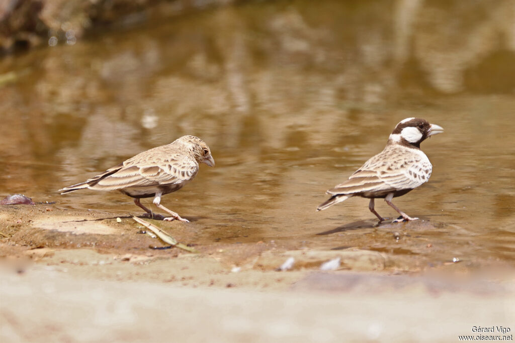 Moinelette à dos gris