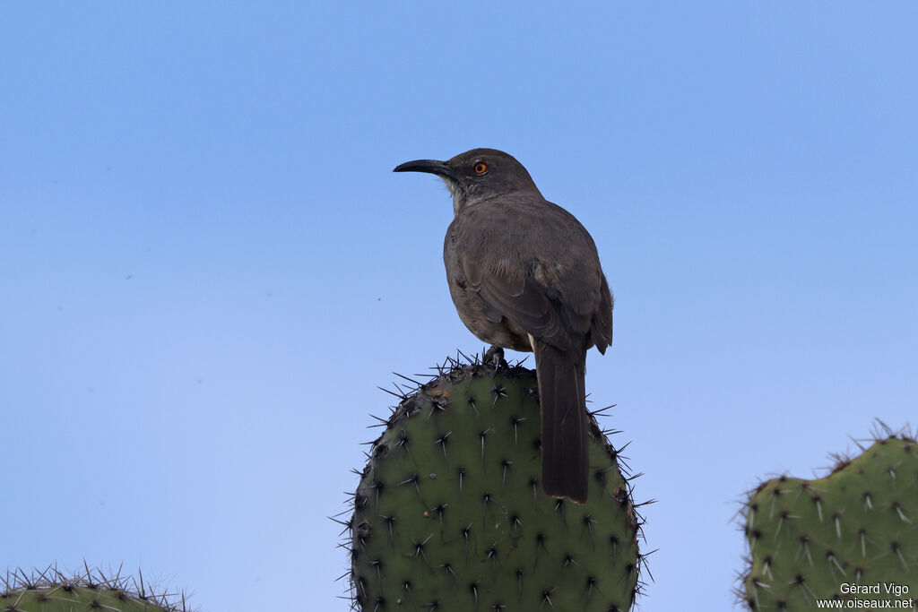 Moqueur à bec courbeadulte