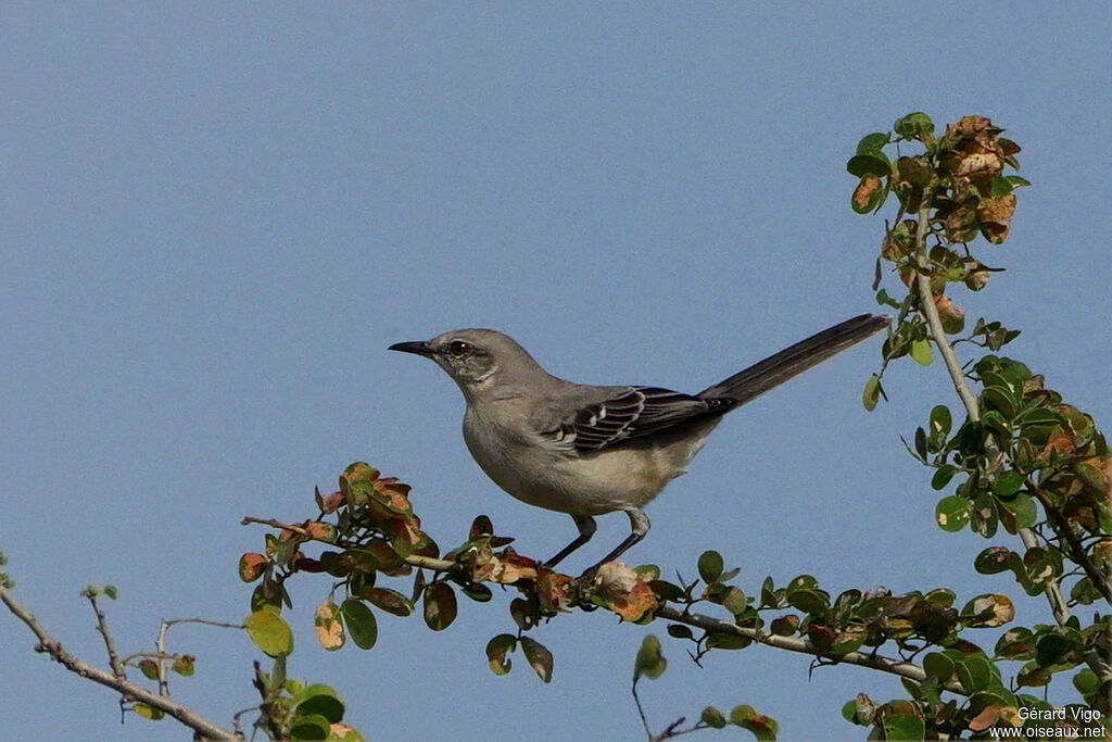 Moqueur polyglotteadulte
