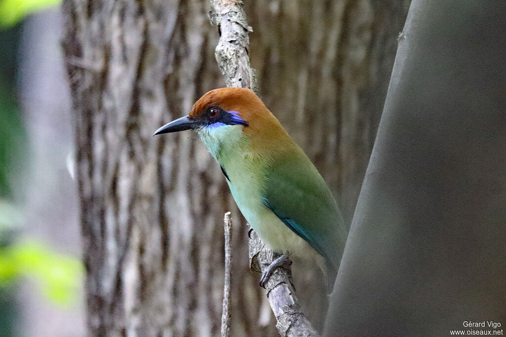 Motmot à tête rousseadulte