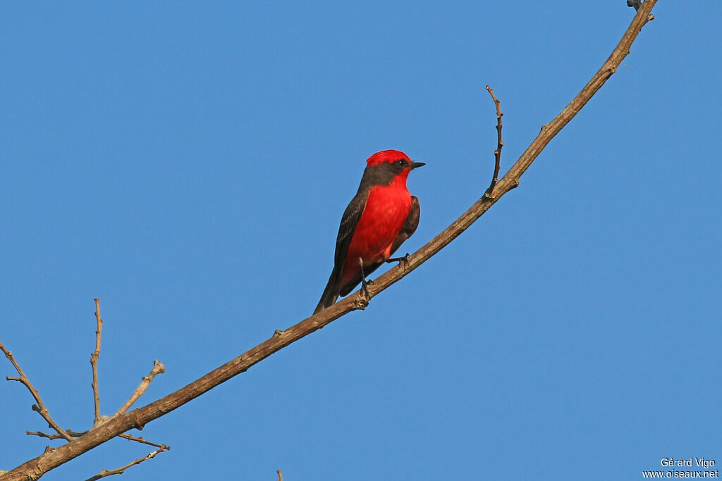 Scarlet Flycatcher male adult