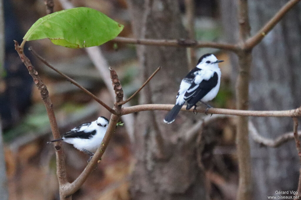 Pied Water Tyrantadult