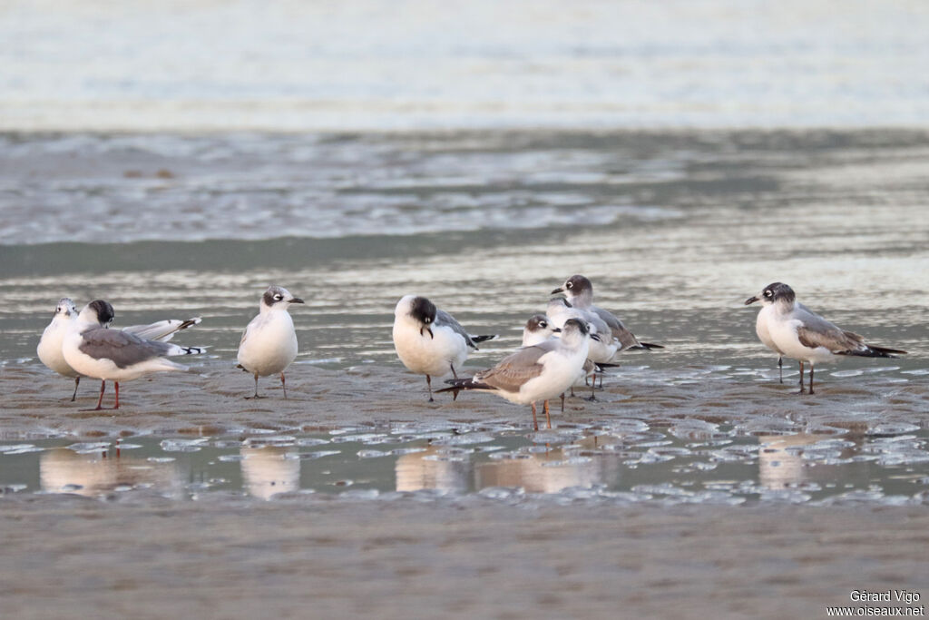Mouette de Franklinadulte