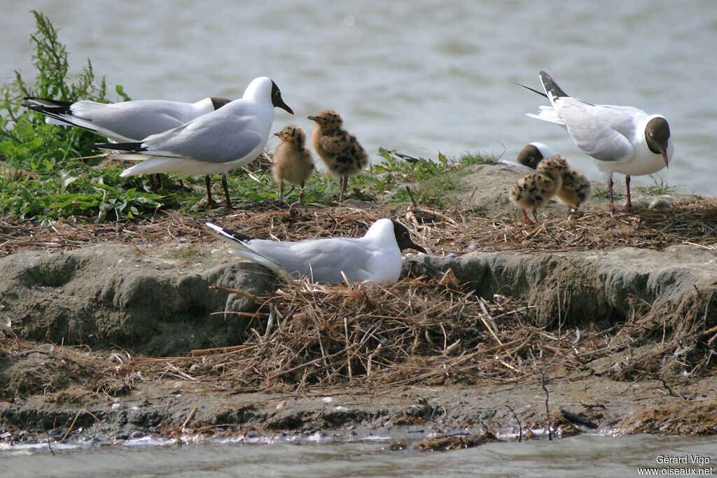 Black-headed Gulladult, Reproduction-nesting