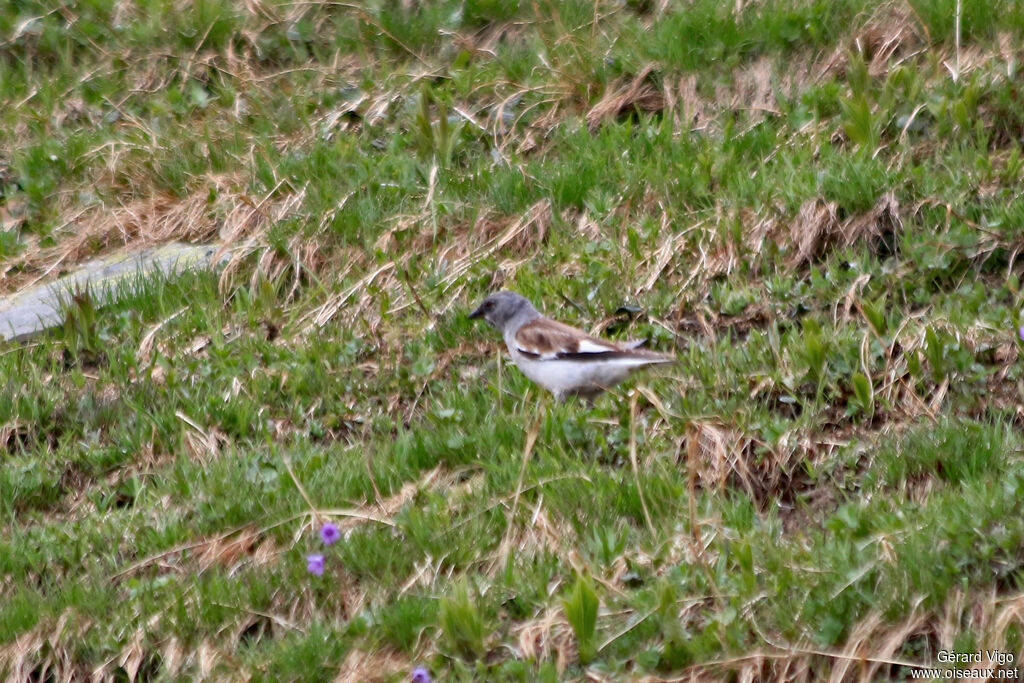 White-winged Snowfinchadult