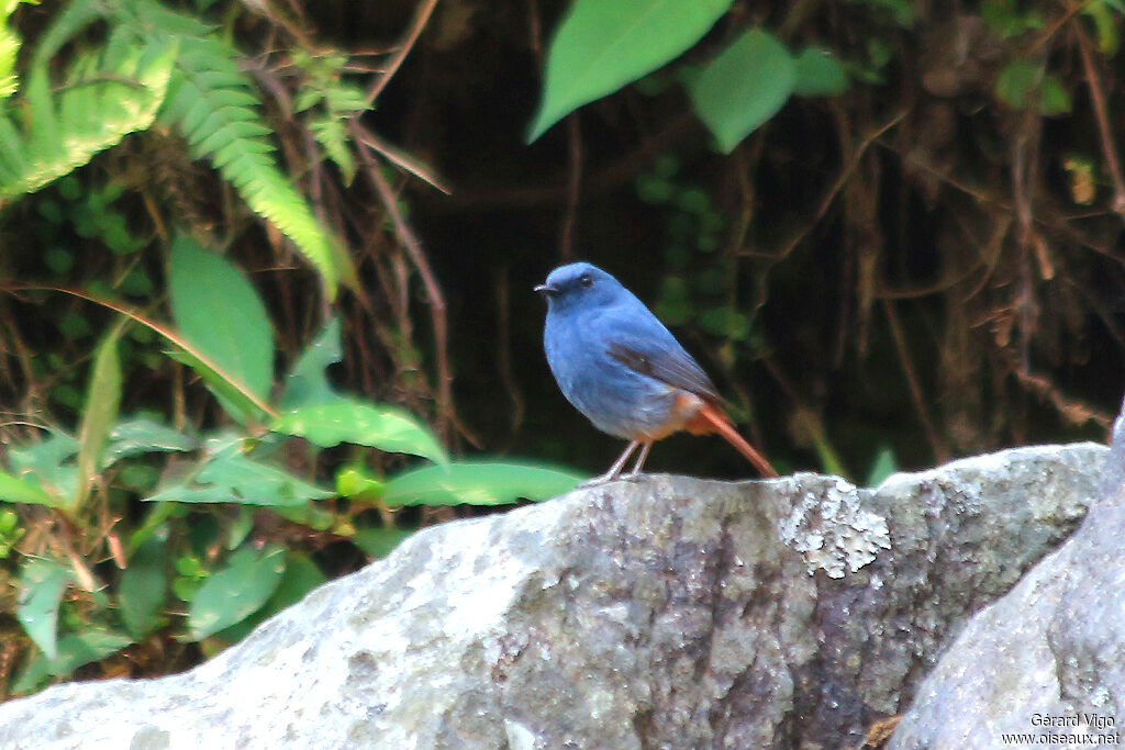 Plumbeous Water Redstart male adult