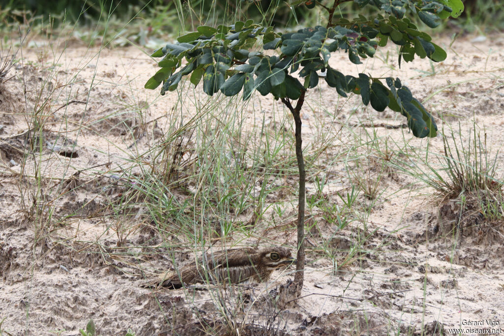 OEdicnème vermiculéadulte, Nidification