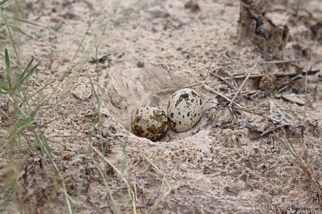 OEdicnème vermiculé, Nidification