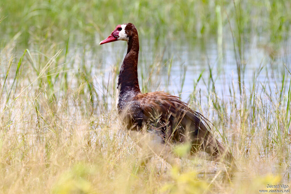 Oie-armée de Gambieadulte