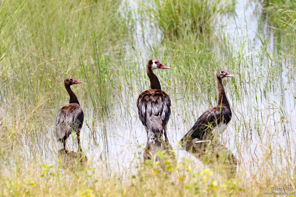 Oie-armée de Gambieadulte
