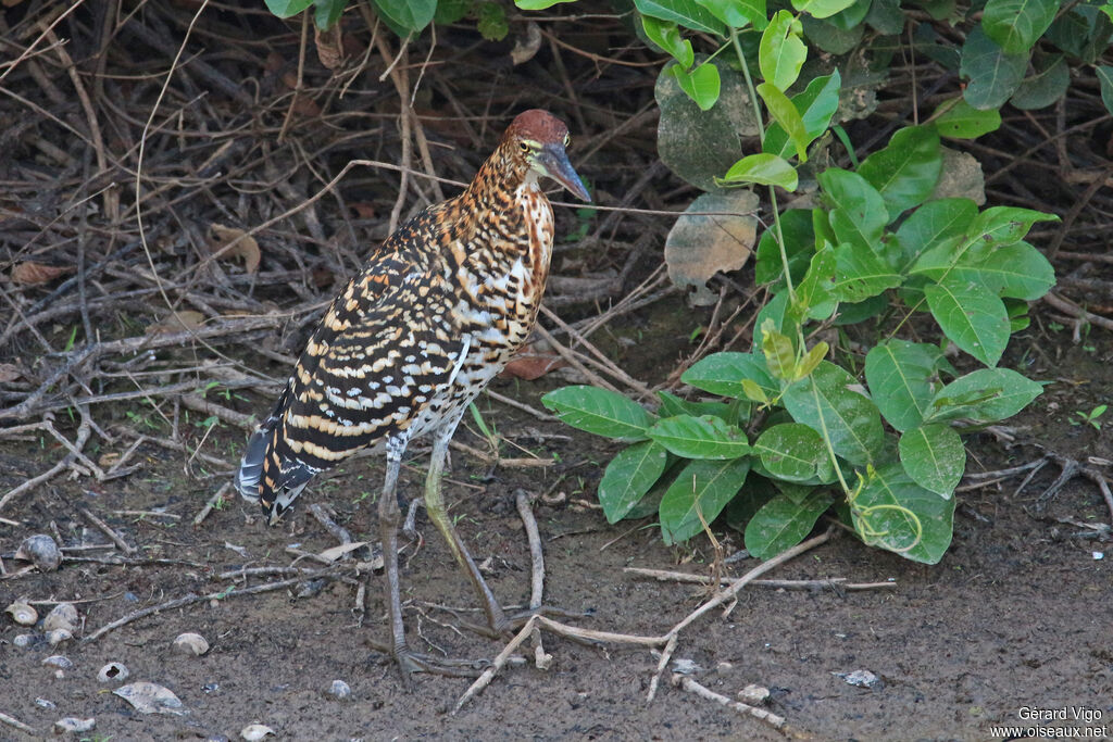 Rufescent Tiger Heronimmature