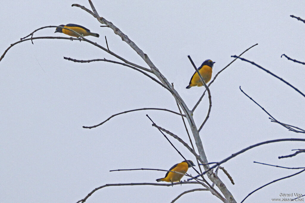 Organiste de brousse