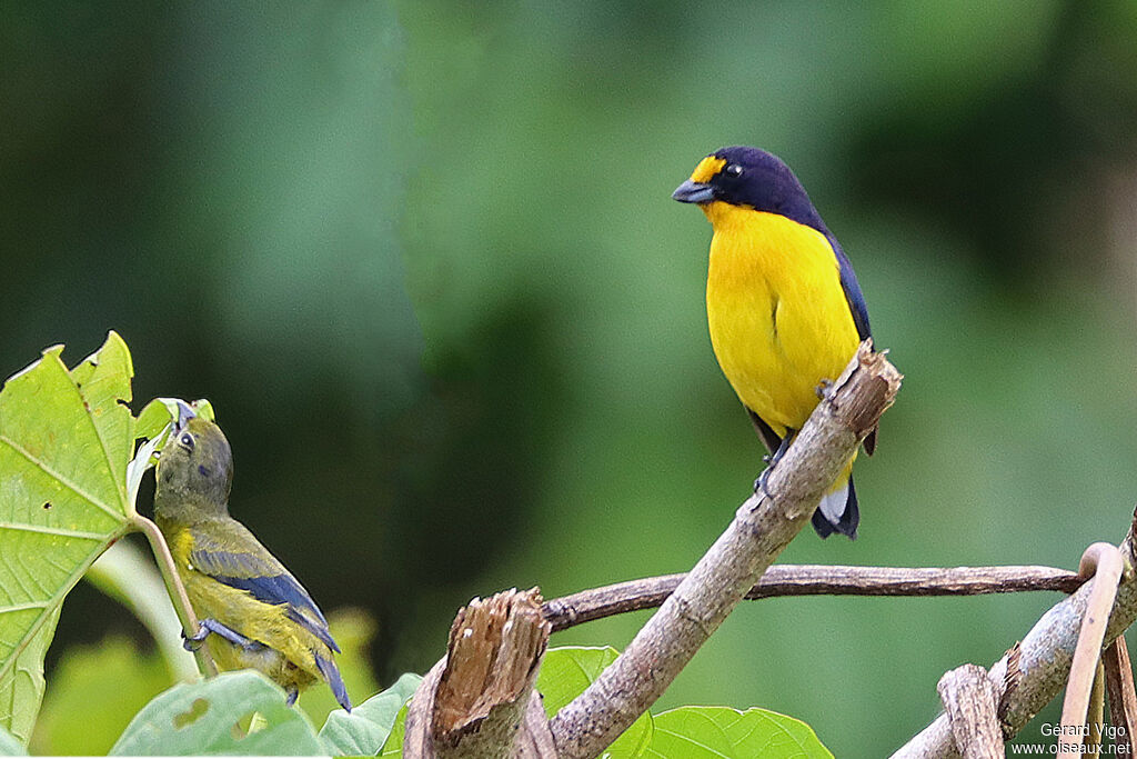 Violaceous Euphonia male adult