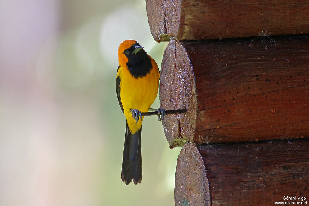 Oriole à tête d'oradulte