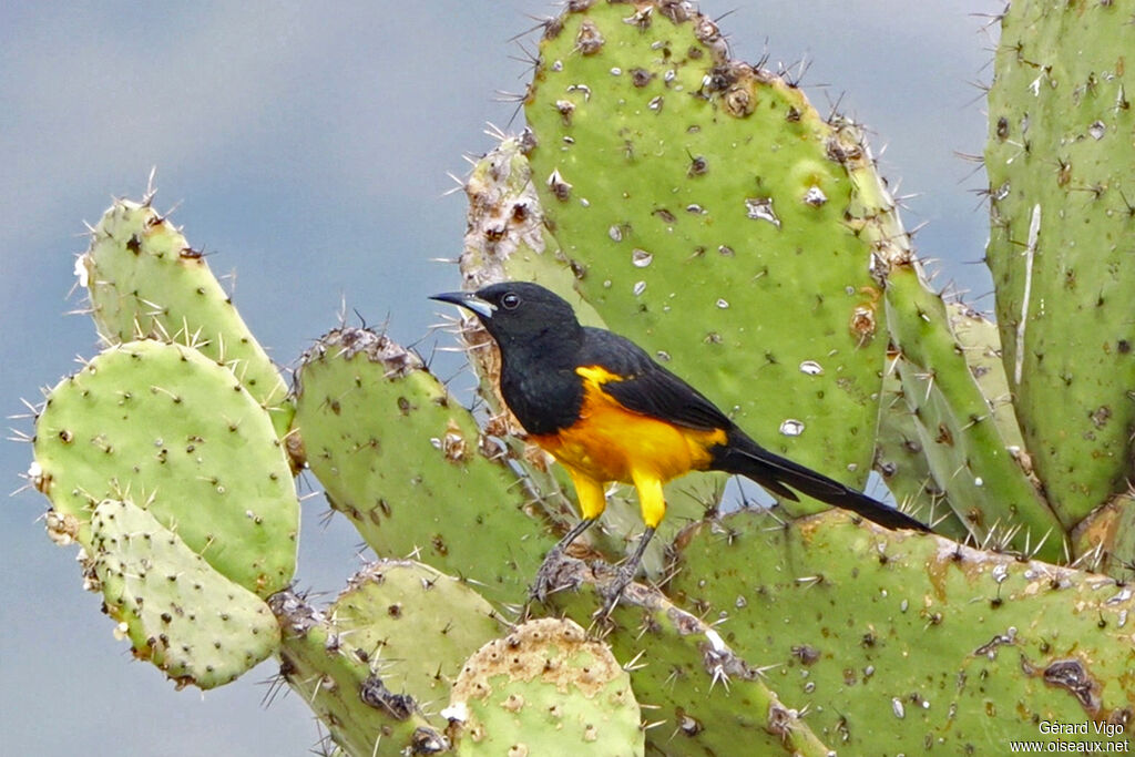 Oriole cul-noiradulte