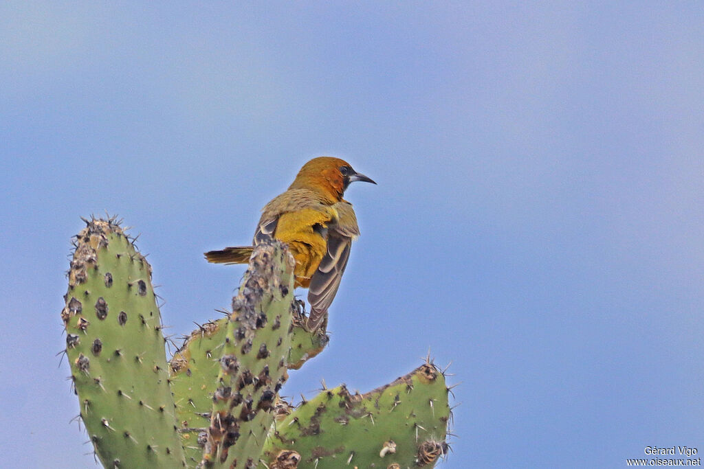 Oriole cul-noirimmature