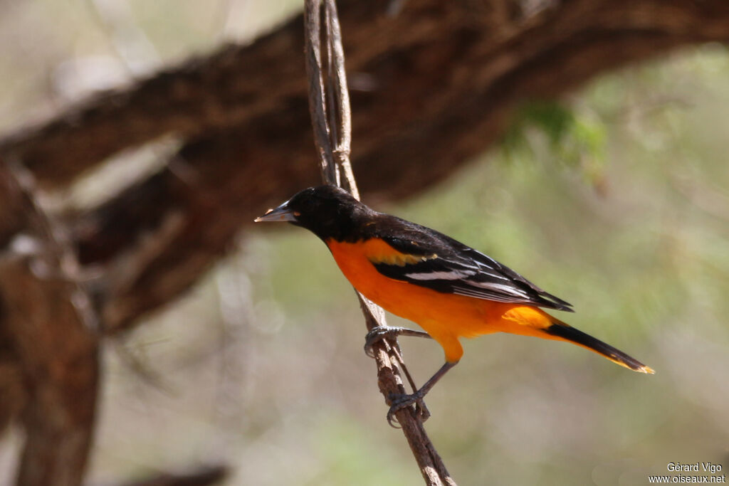 Baltimore Oriole male adult