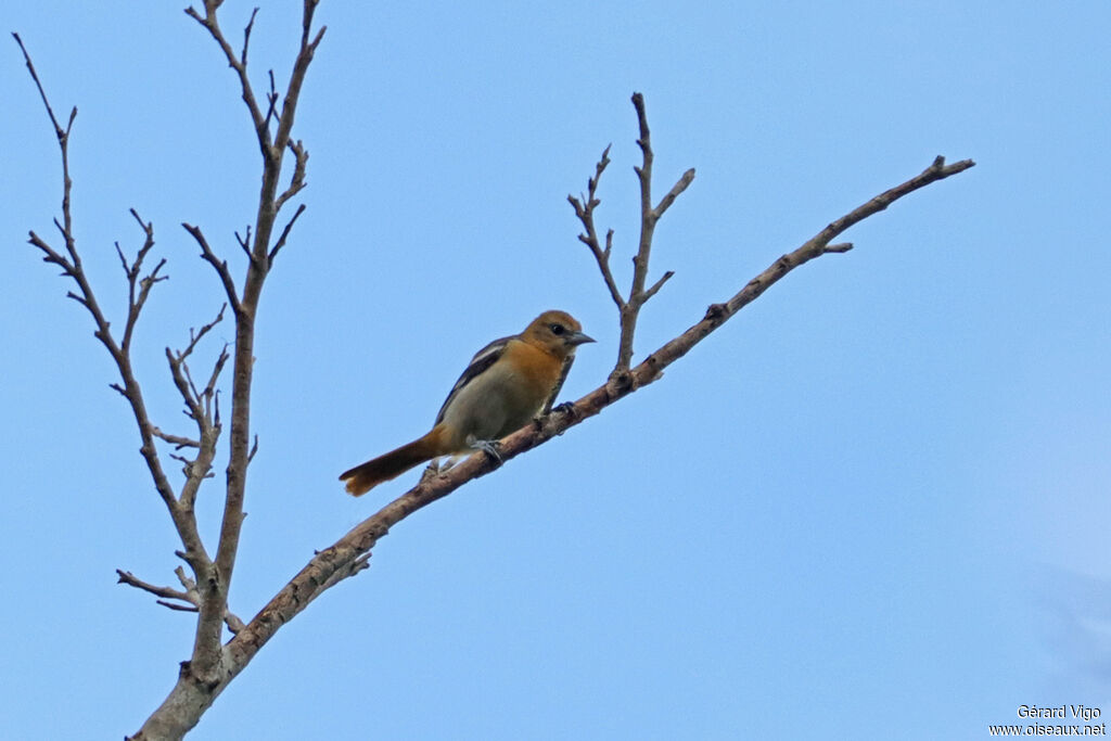 Oriole du Nord - Oriole de Baltimore<br /> femelle adulte