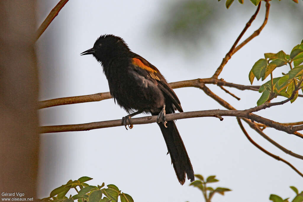 Oriole variable